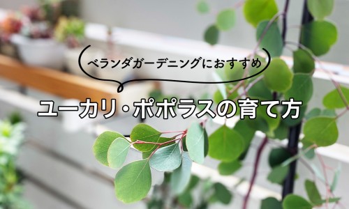 艾草泡脚肚子上也出汗吗-艾草泡脚肚子上也出汗-专业艾草泡脚出汗了是不是寒气出来了平台-艾草泡脚肚子上也出汗正常吗