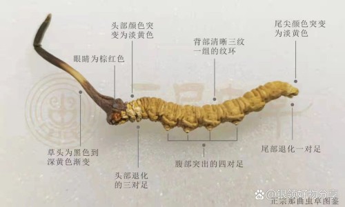 艾草泡脚肚子疼咋回事-艾草泡脚肚子上也出汗-专业艾草泡脚出汗了是不是寒气出来了平台-艾草泡脚肚子上也出汗正常吗
